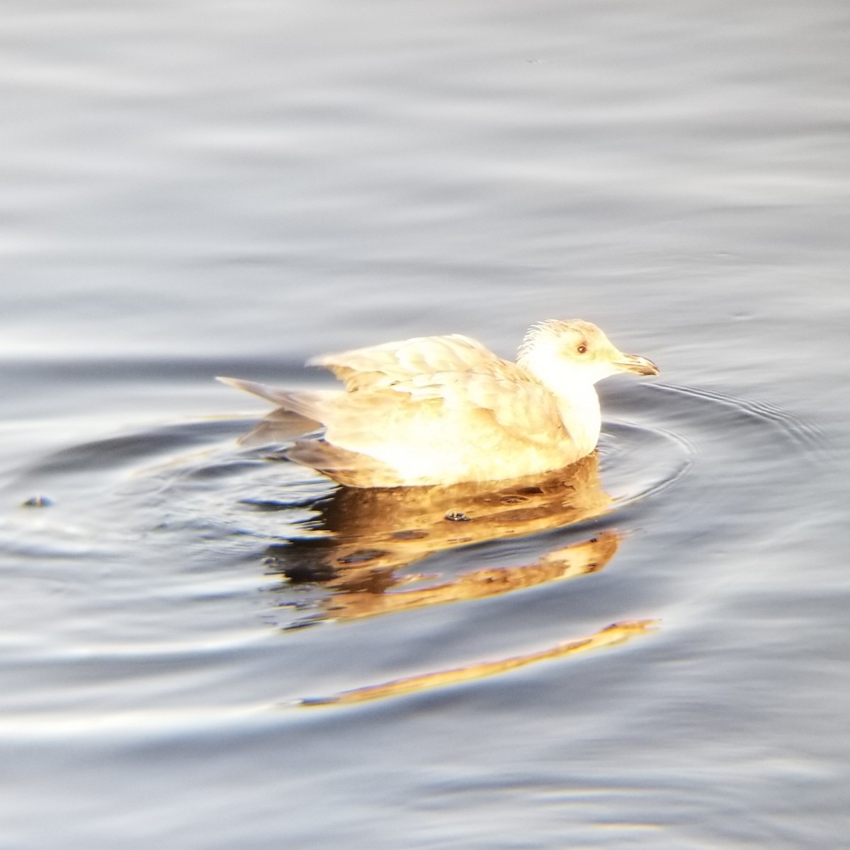 Glaucous-winged Gull - ML199586321