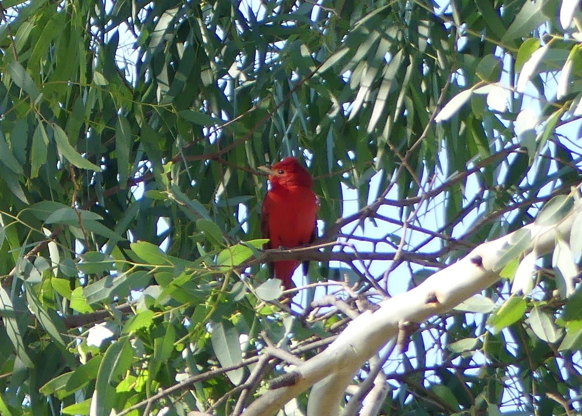 Summer Tanager - ML199589721