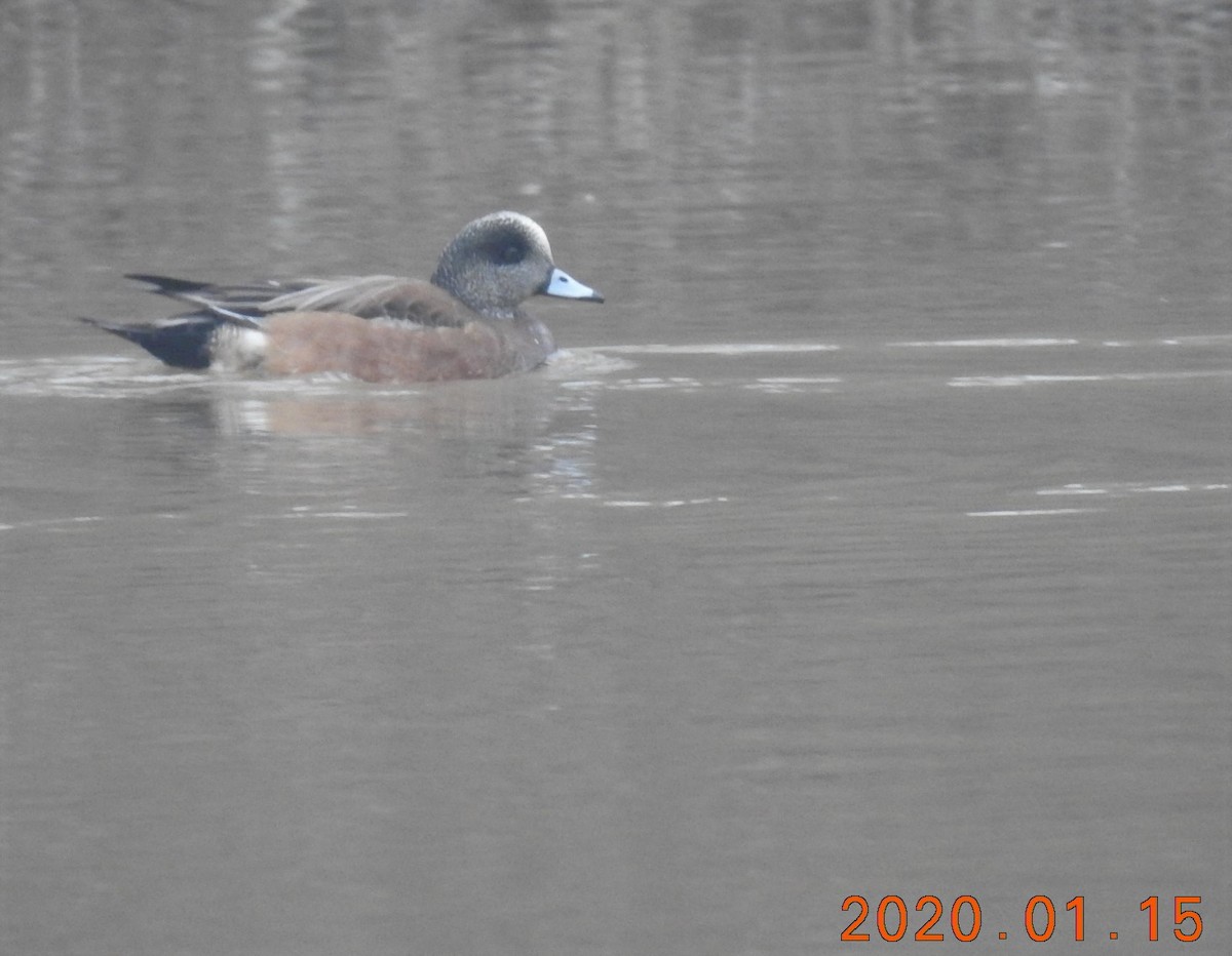 American Wigeon - ML199590041