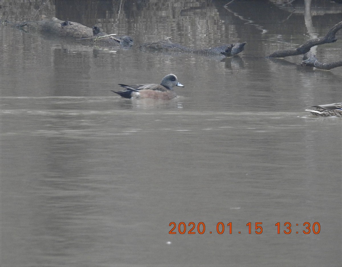 American Wigeon - ML199590051