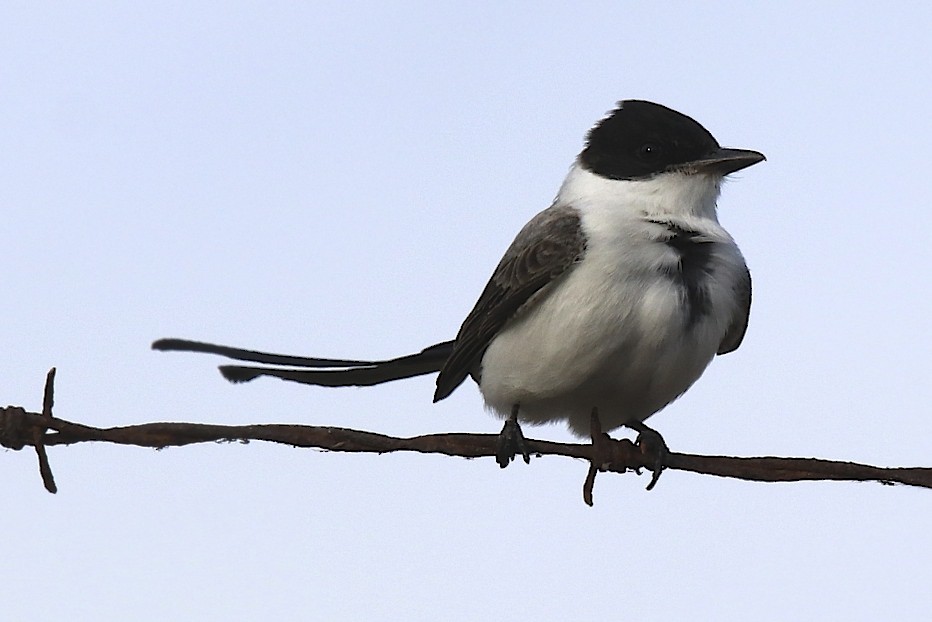 Fork-tailed Flycatcher - ML199595221