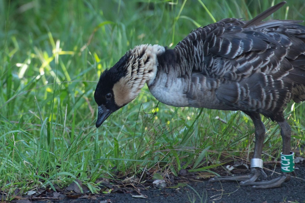 Hawaiian Goose - ML199604301