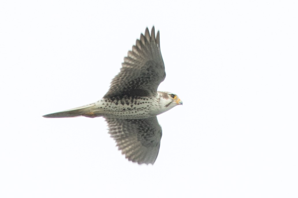 Prairie Falcon - ML199606281