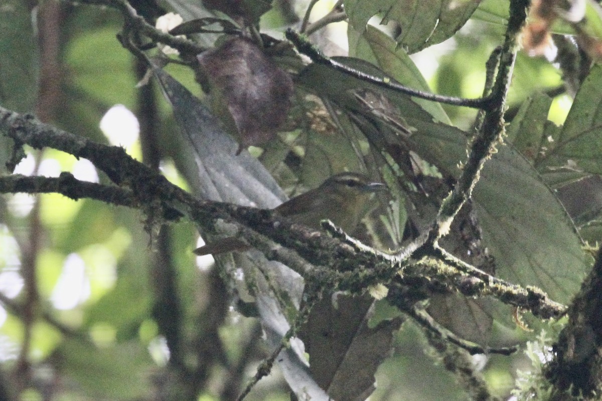 Russet Antshrike - ML199608501