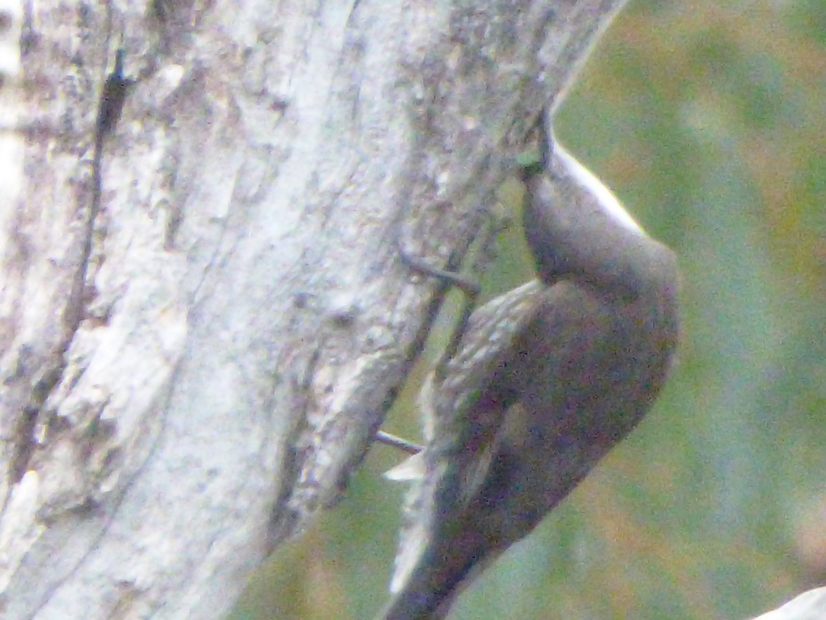 White-throated Treecreeper - ML199608921