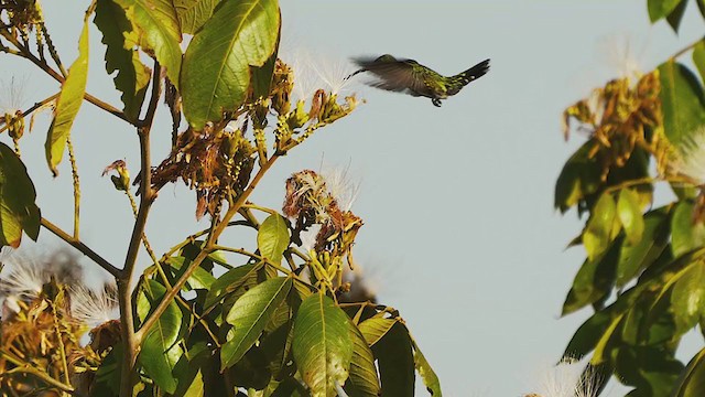 Green-breasted Mango - ML199609281