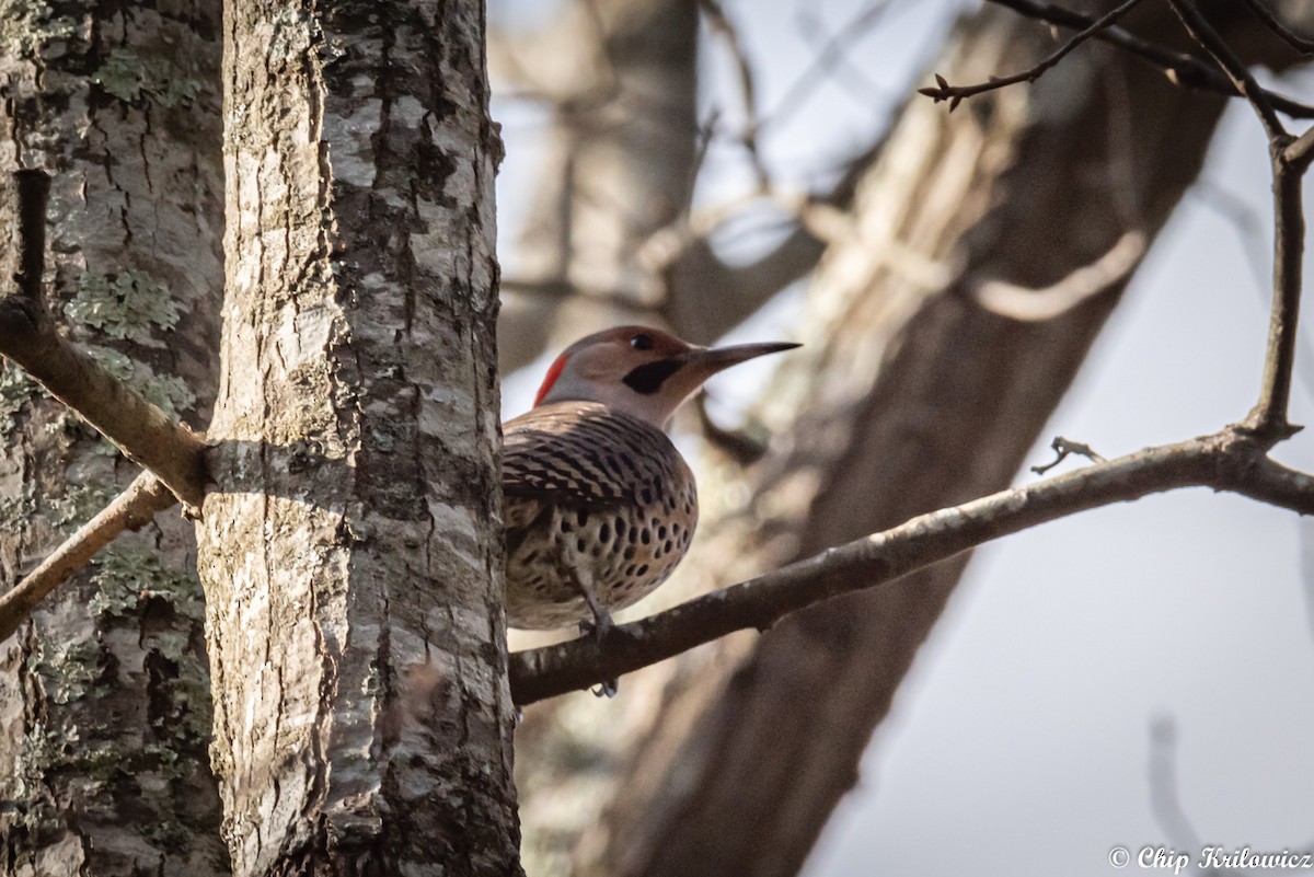 Northern Flicker (Yellow-shafted) - ML199611181