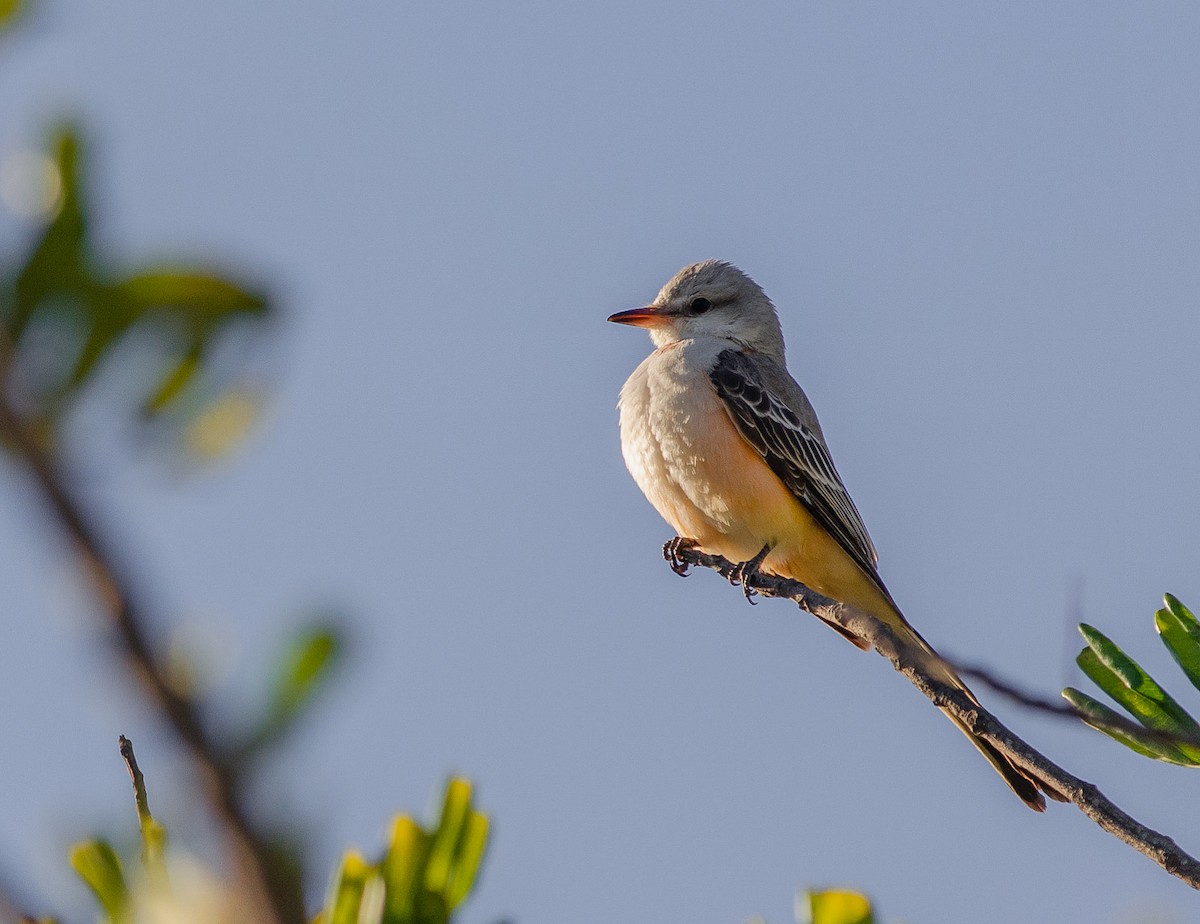 Scissor-tailed Flycatcher - ML199611881