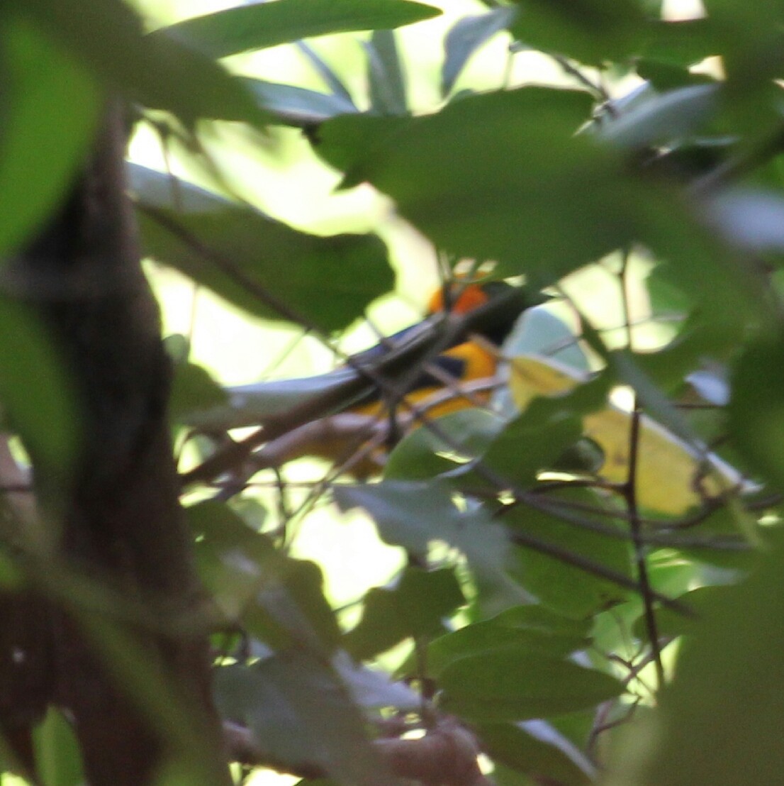 Orange-crowned Oriole - ML199613391