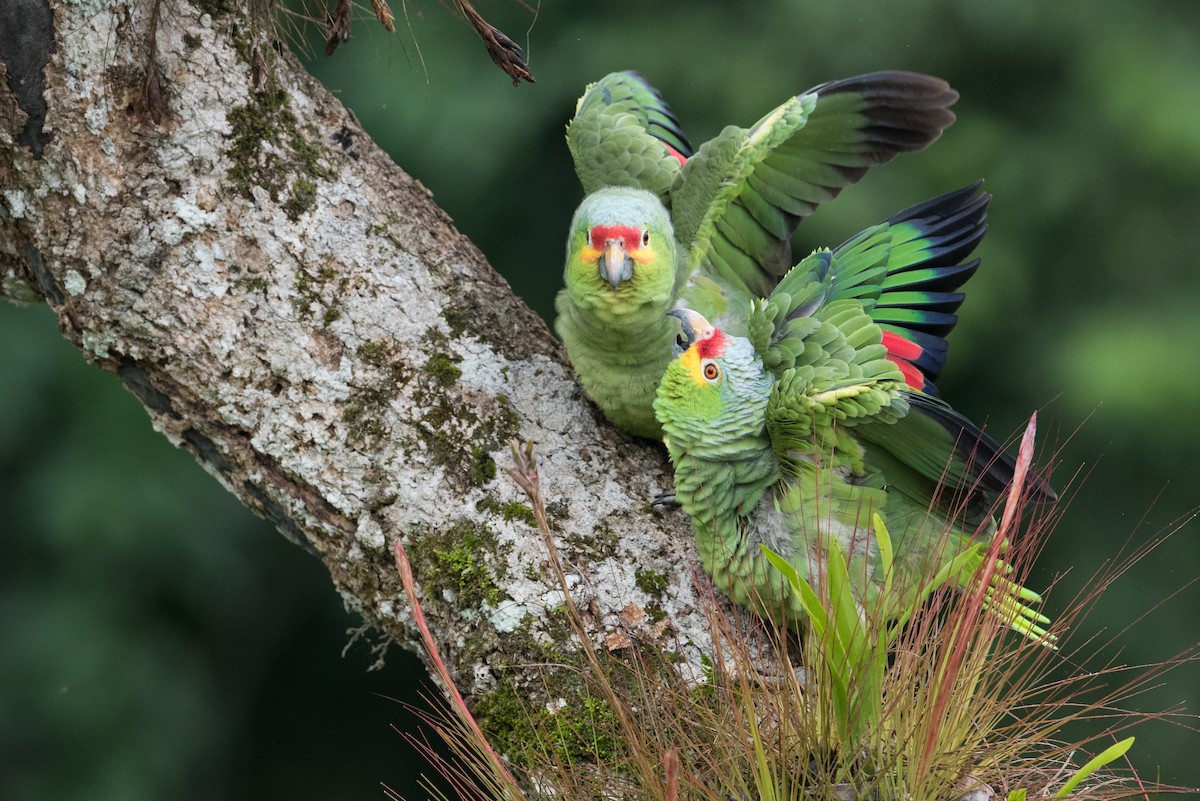Red-lored Amazon - ML199614261