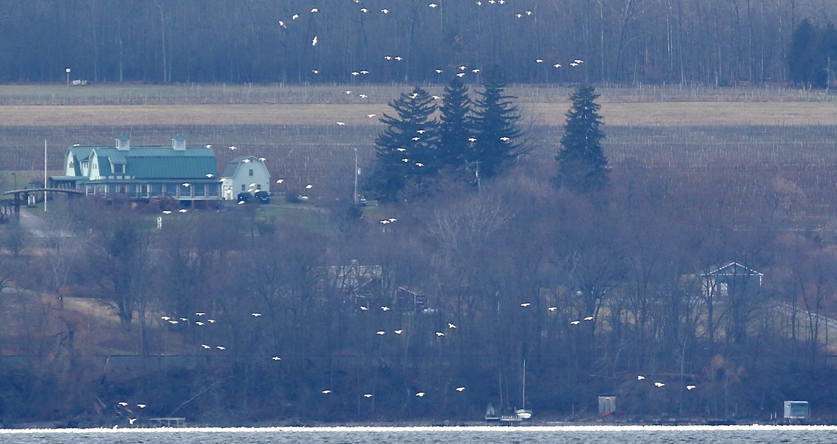 Цасны галуу - ML199616431