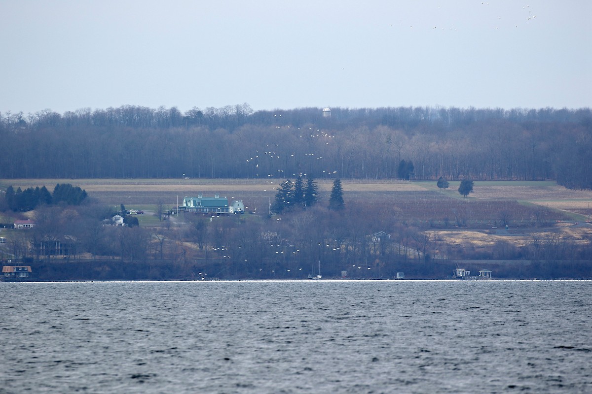 Цасны галуу - ML199616441