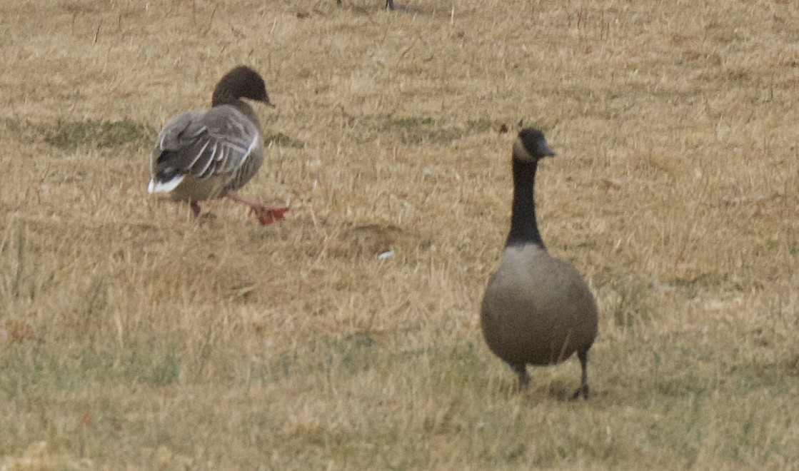 Pink-footed Goose - ML199616711