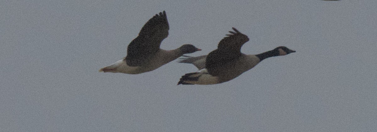 Pink-footed Goose - ML199616721