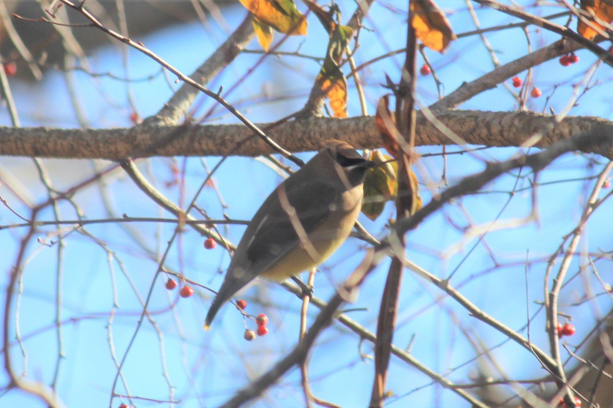 Cedar Waxwing - ML199616751