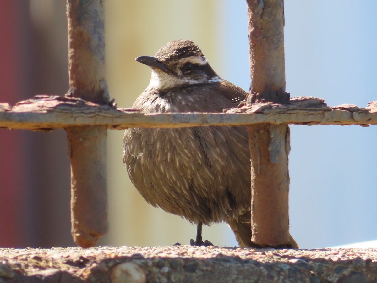 Remolinera Araucana - ML199617611