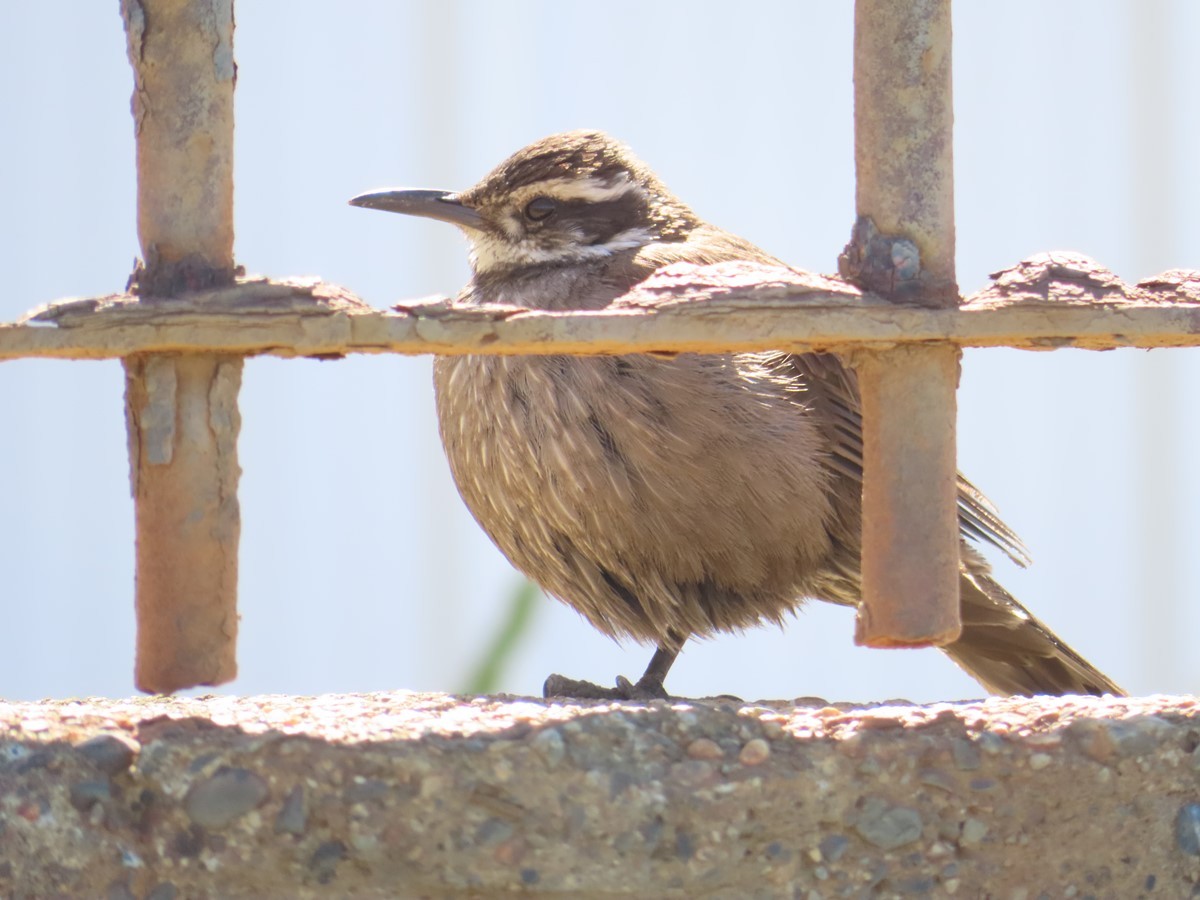 Dark-bellied Cinclodes - ML199617621