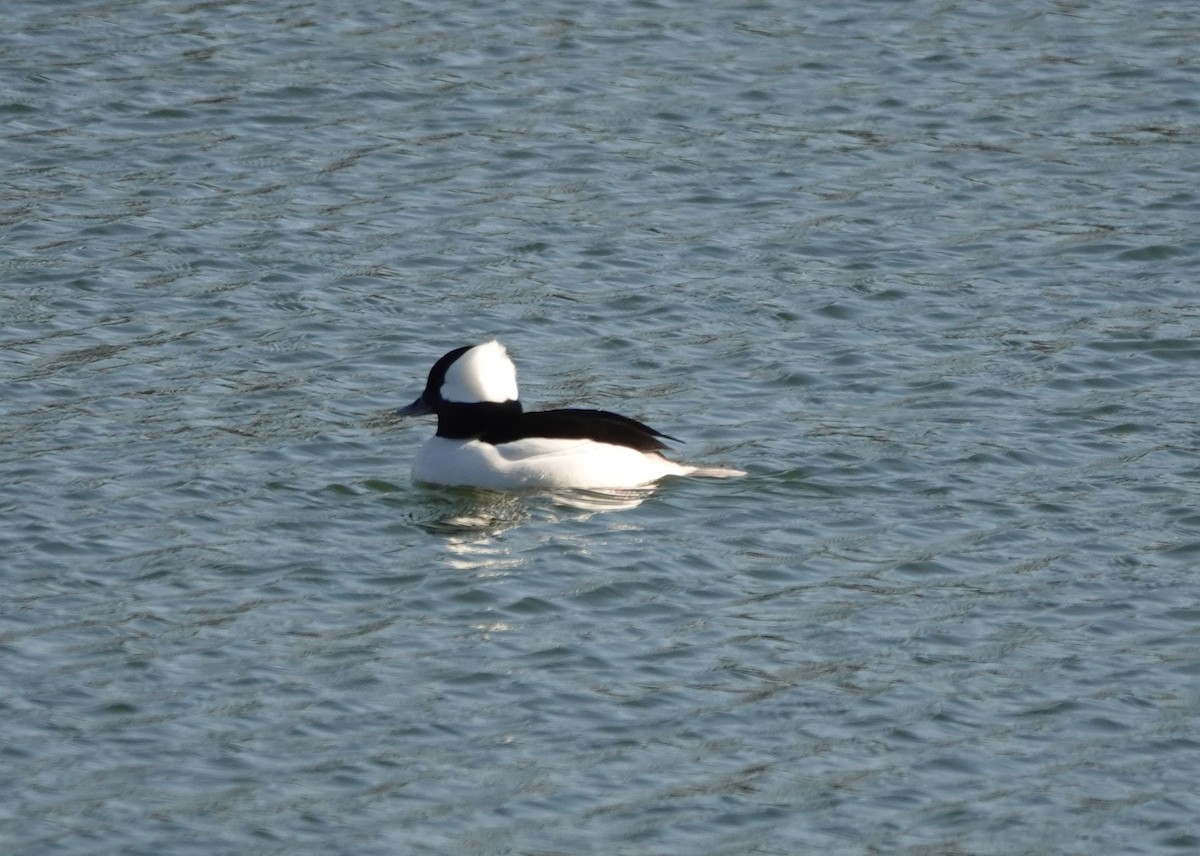 Bufflehead - ML199620901