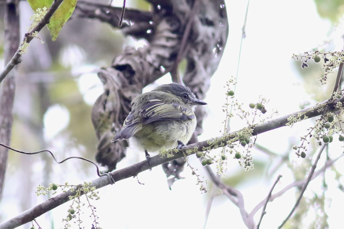 Yellow-olive Flatbill (confusus) - ML199621181