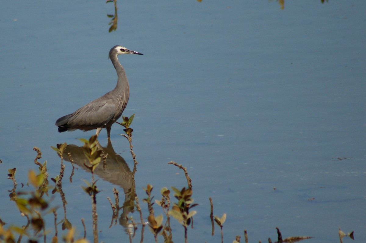 White-faced Heron - ML199623201
