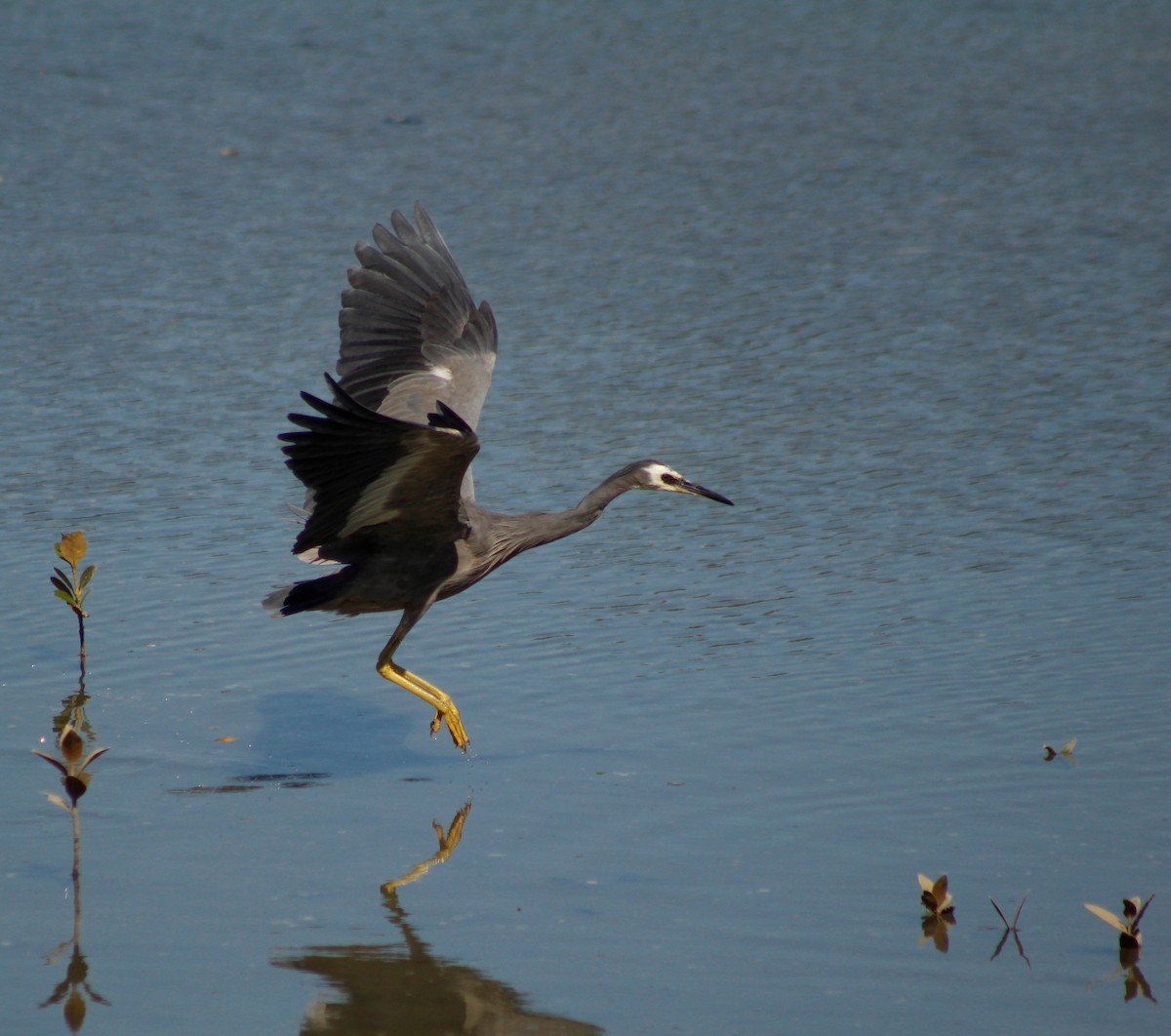 White-faced Heron - ML199623211