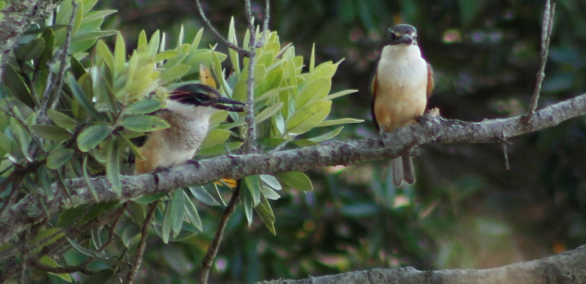 Sacred Kingfisher - ML199623961