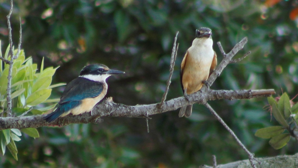 Sacred Kingfisher - ML199623981