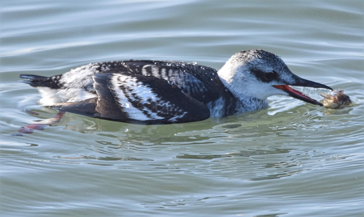 Black Guillemot - ML199625091