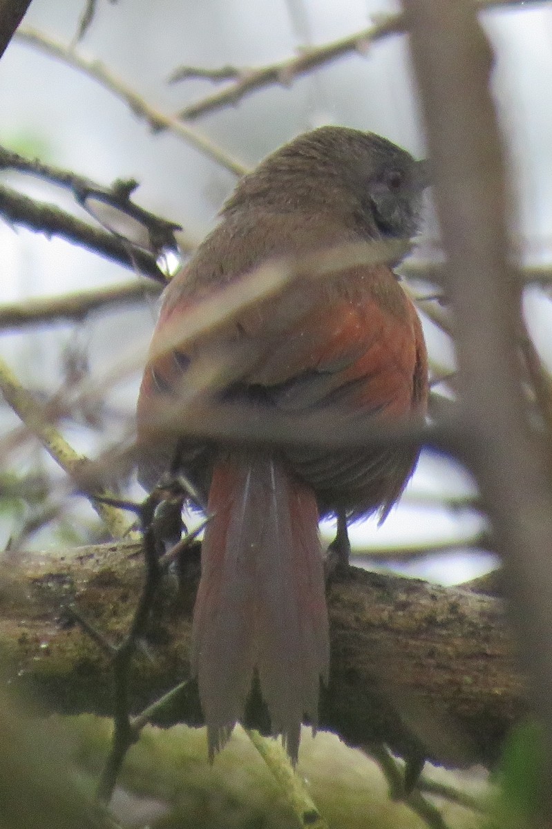 Rufous-breasted Spinetail - ML199626721