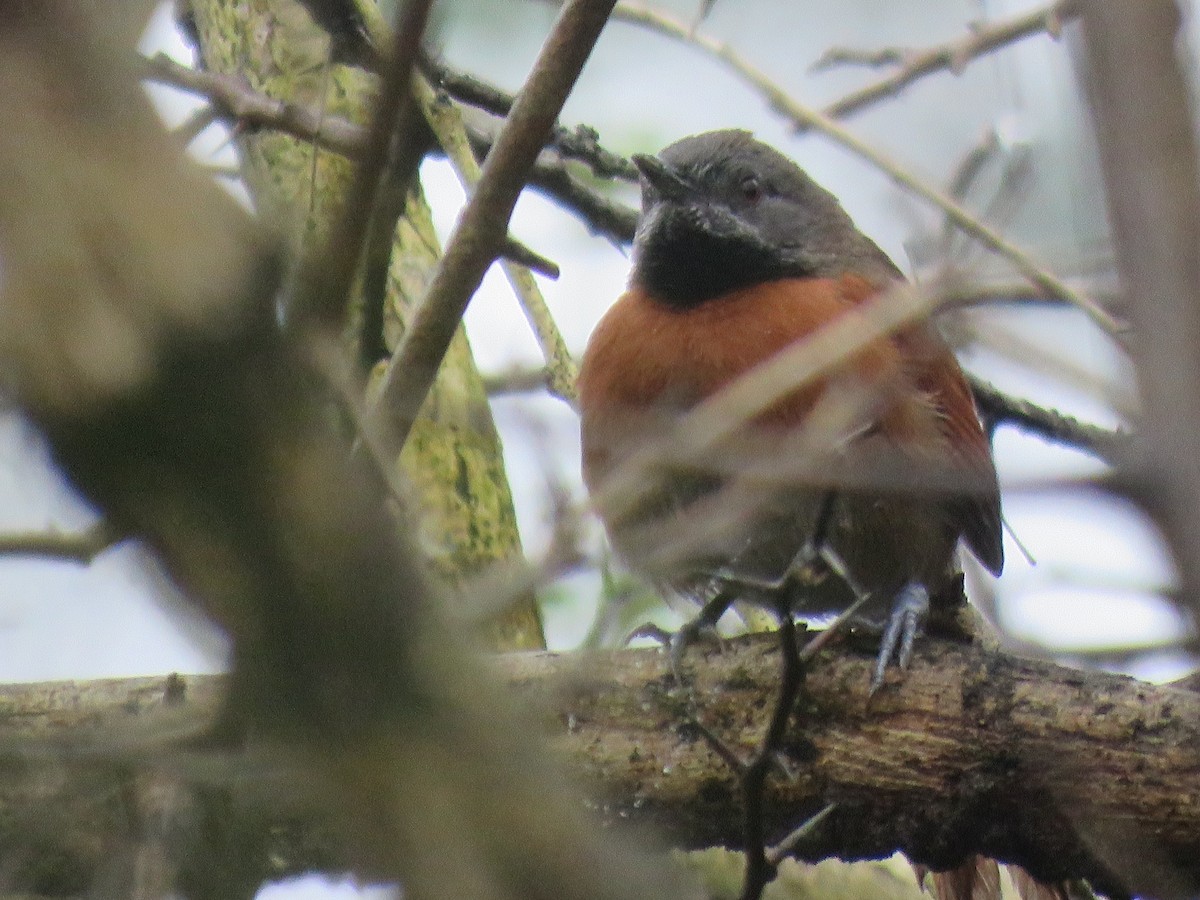 Rufous-breasted Spinetail - Michael Willison