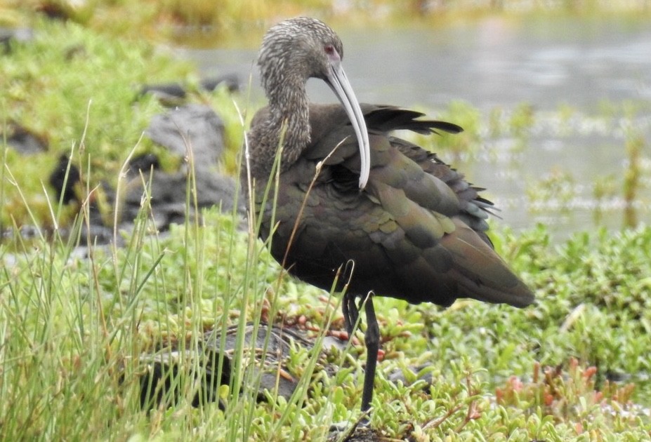 White-faced Ibis - Ron Pozzi