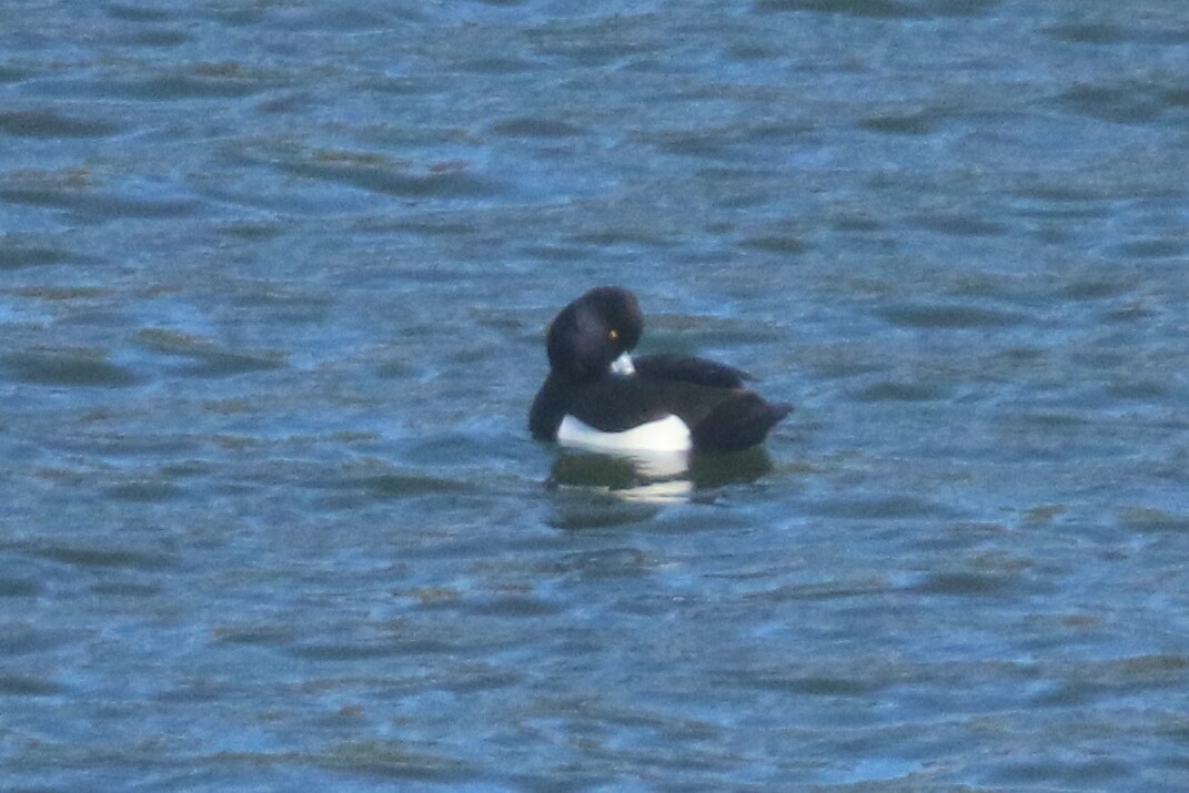 Tufted Duck - ML199632661