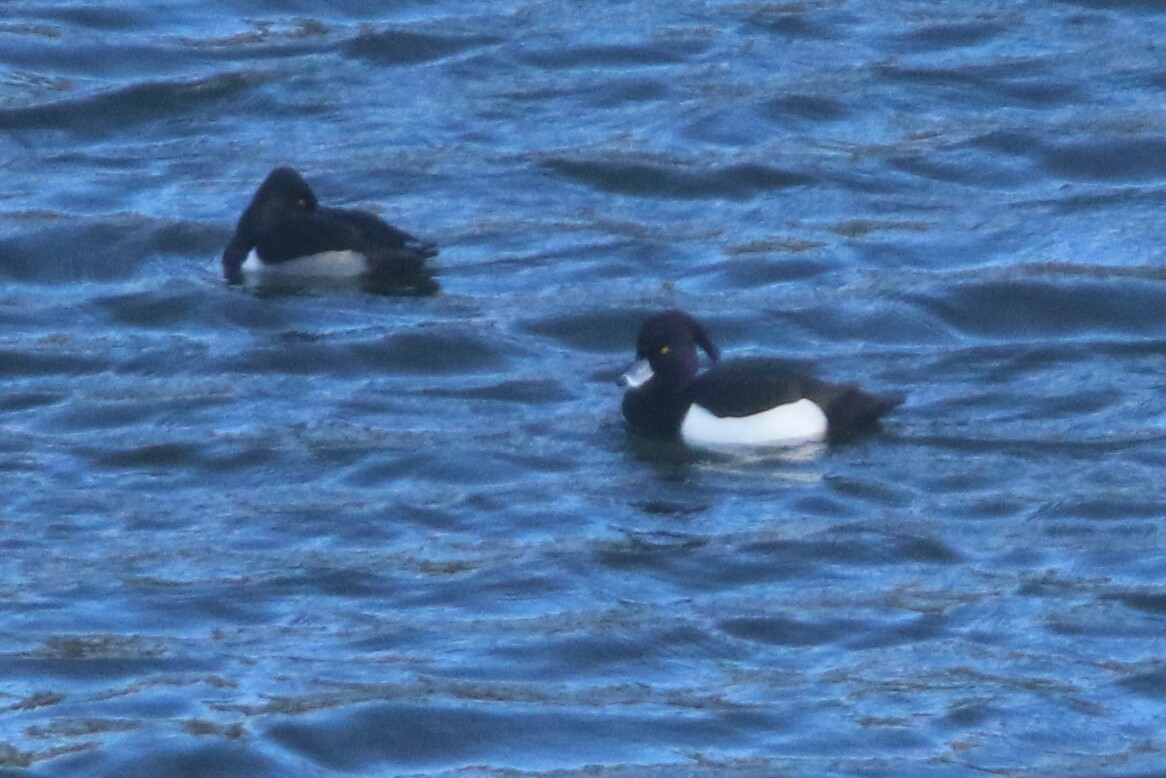 Tufted Duck - ML199632701
