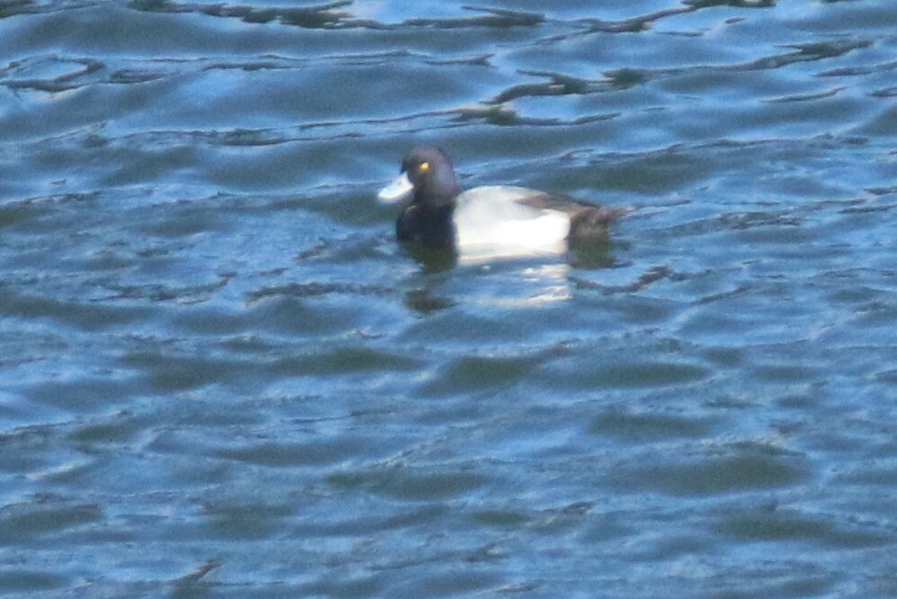 Lesser Scaup - ML199632741