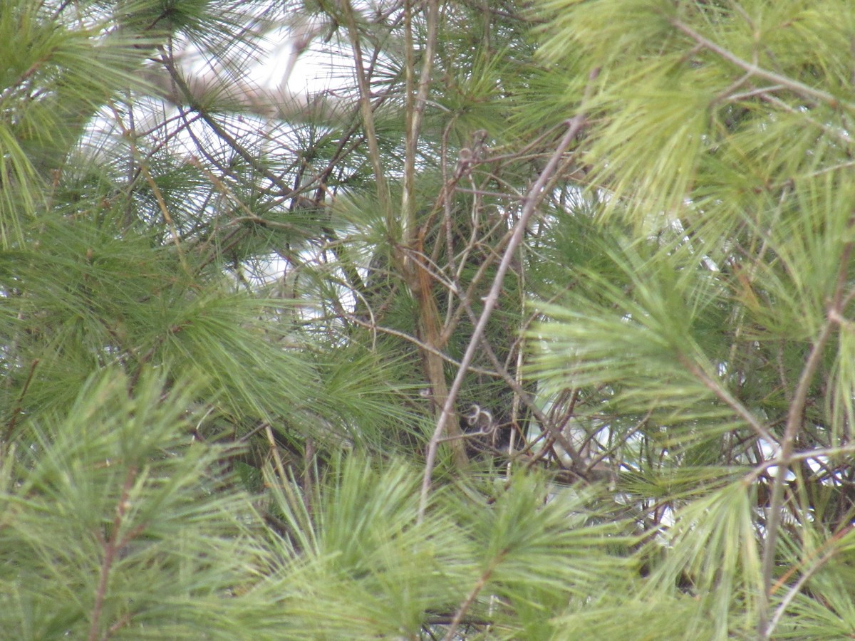 Long-eared Owl - ML199633401