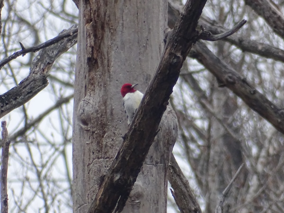 Red-headed Woodpecker - Sally Isacco