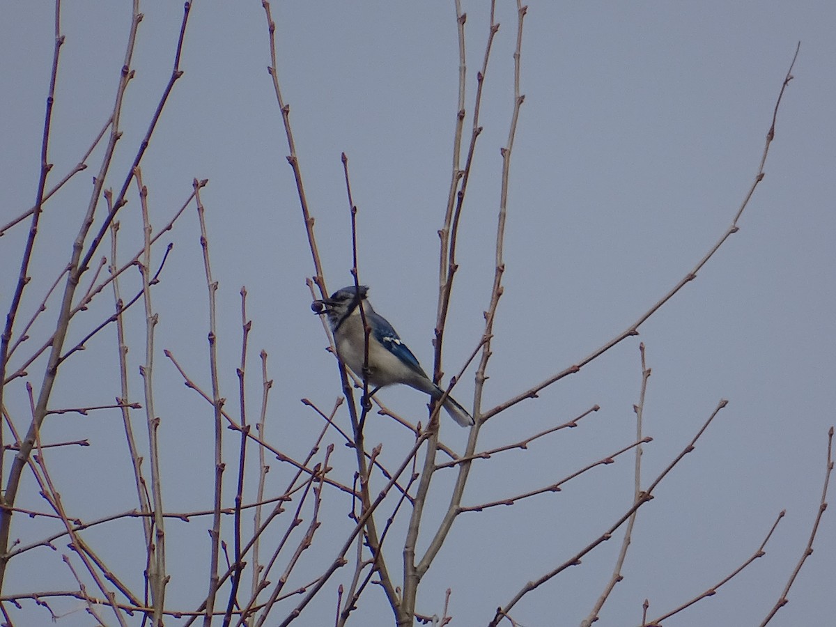 Blue Jay - Sally Isacco