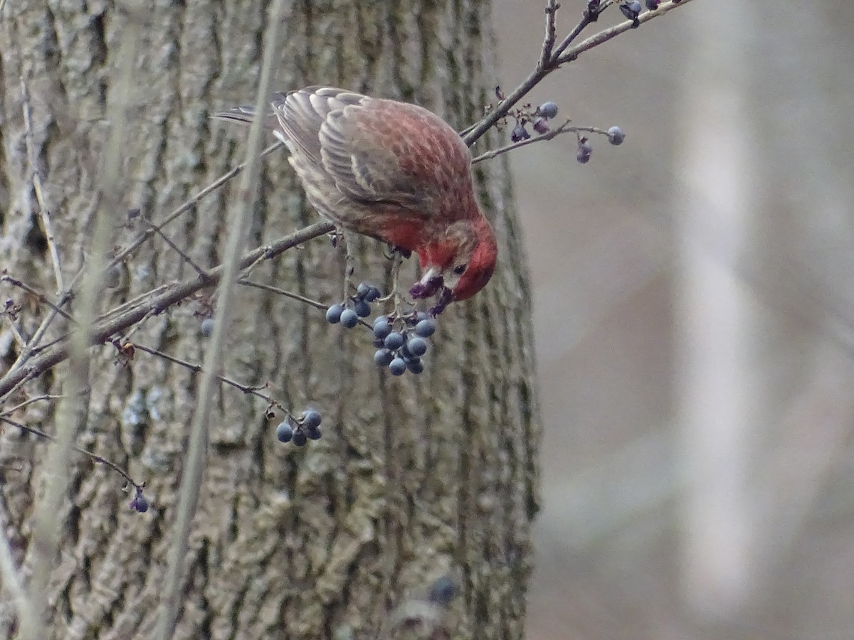 House Finch - Sally Isacco
