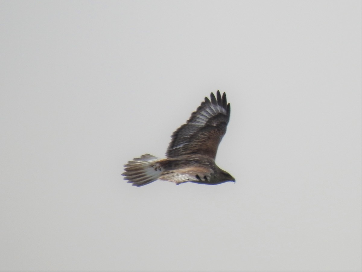 Ferruginous Hawk - Alex Henry