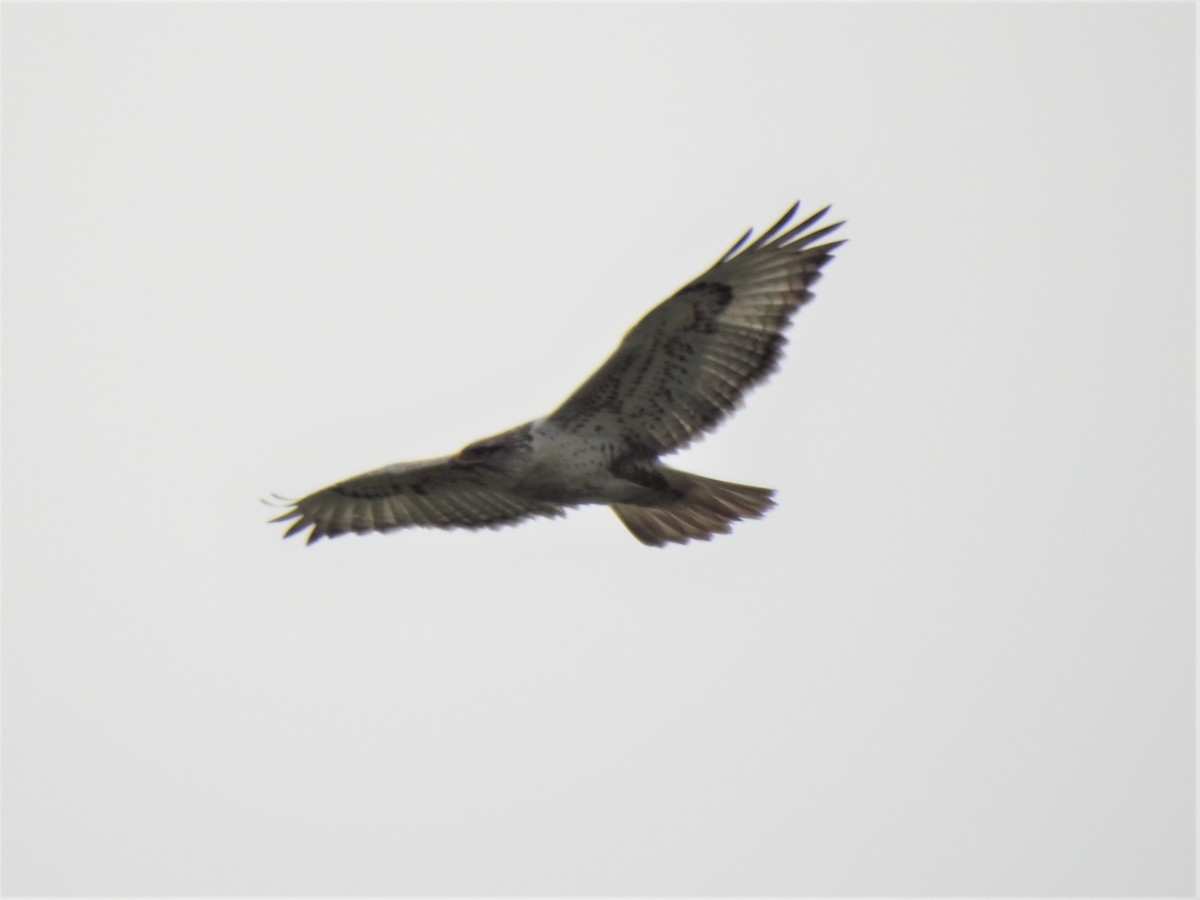 Königsbussard - ML199634411