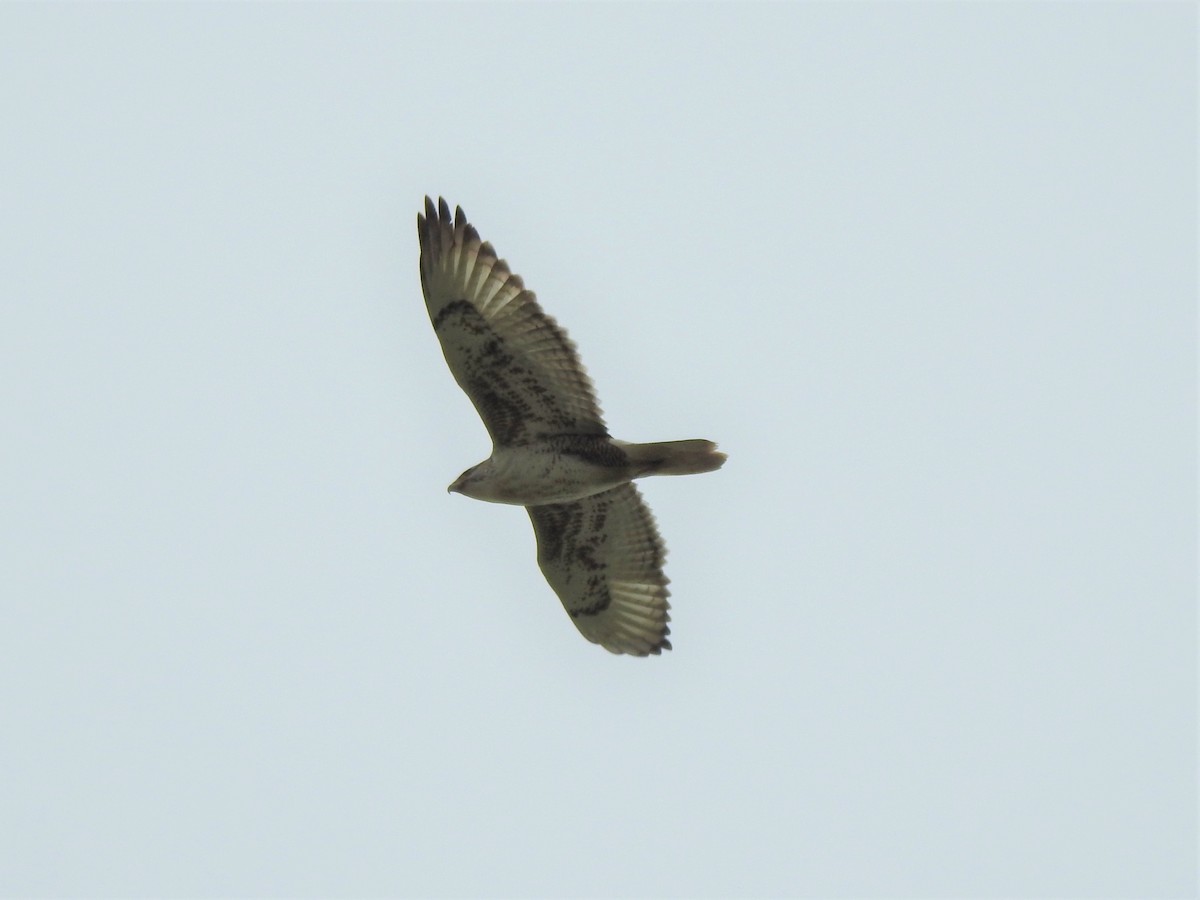 Ferruginous Hawk - ML199634471