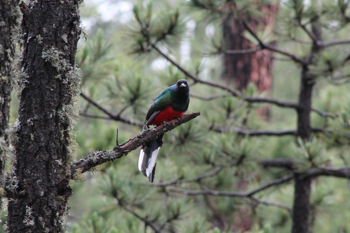 Eared Quetzal - ML199635581