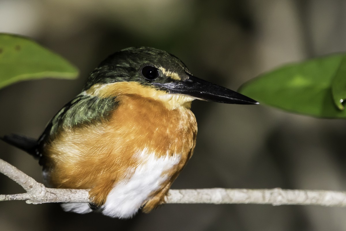 American Pygmy Kingfisher - ML199640651