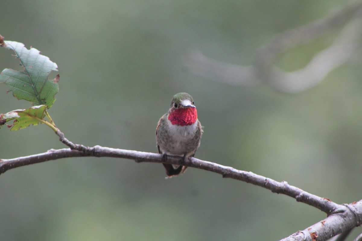 Broad-tailed Hummingbird - Celene  Moncayo