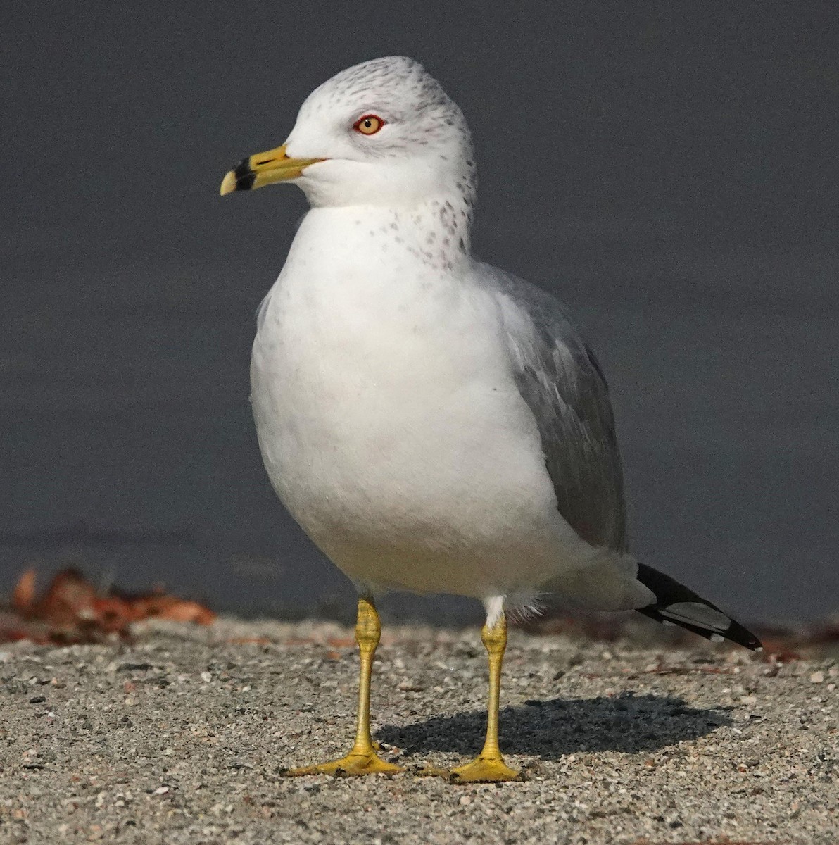 Ring-billed Gull - ML199641551