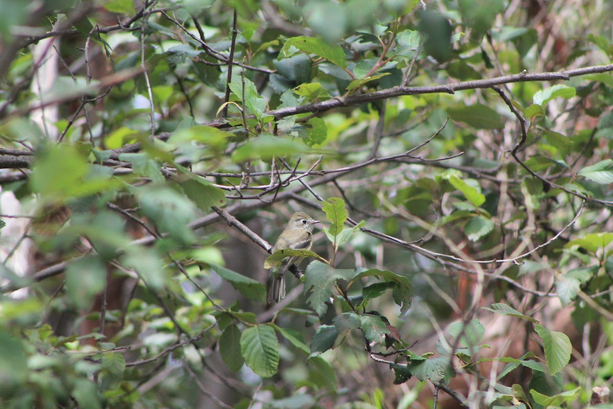 Western Flycatcher (Cordilleran) - Celene  Moncayo