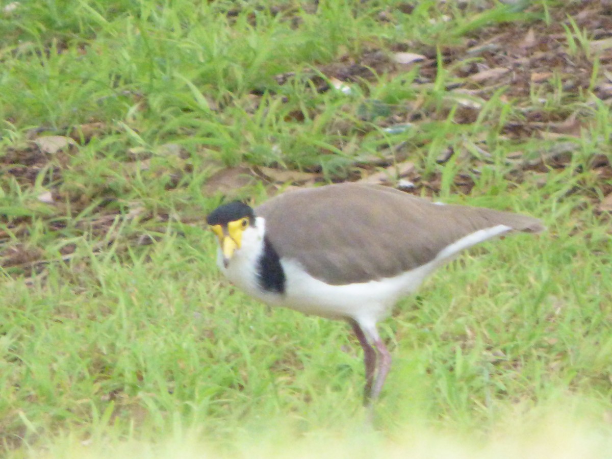 Masked Lapwing - Joel Calia