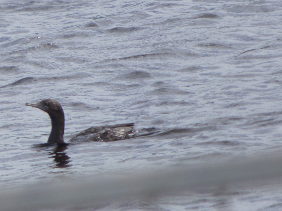 Little Black Cormorant - ML199643651