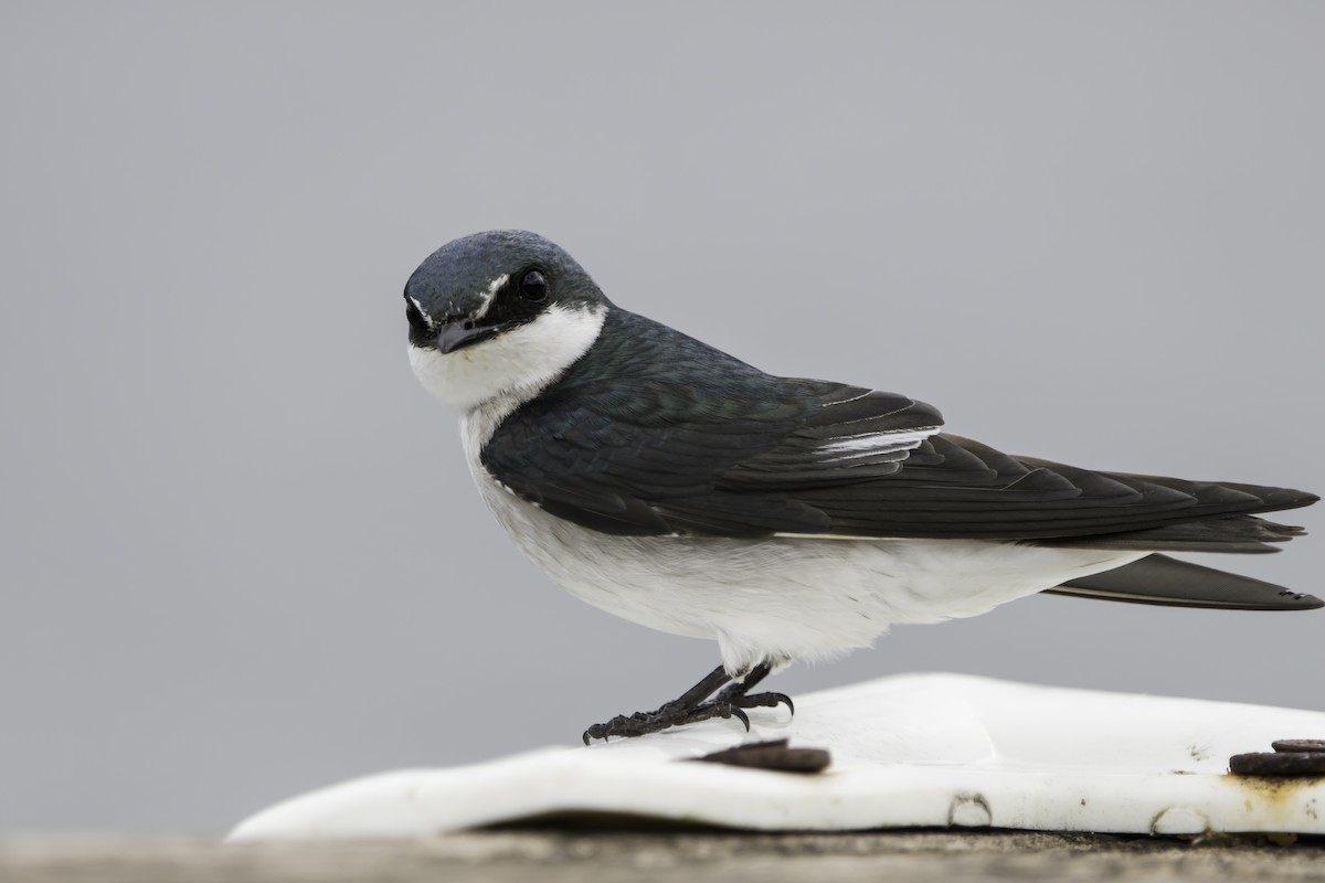 Mangrove Swallow - Jorge Eduardo Ruano