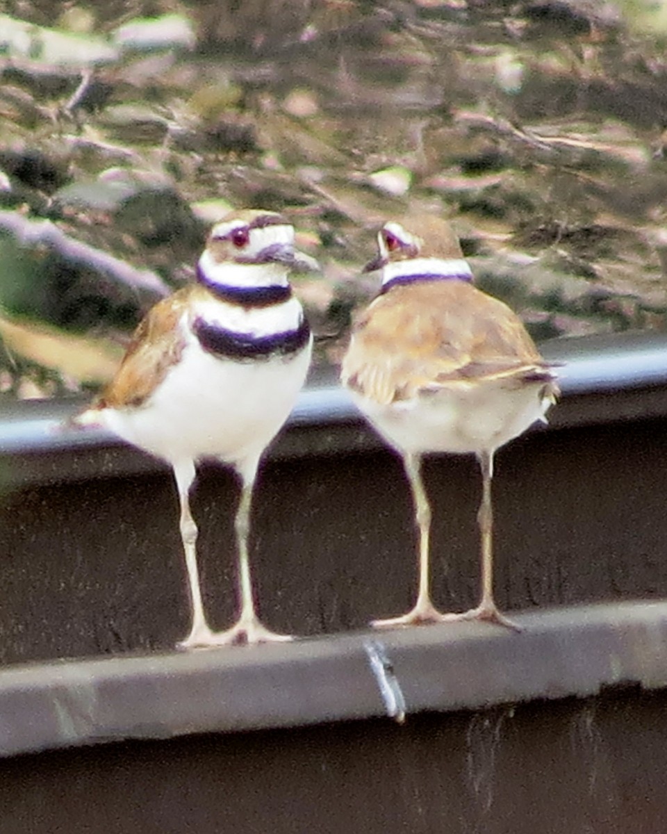 Killdeer - ML199643911